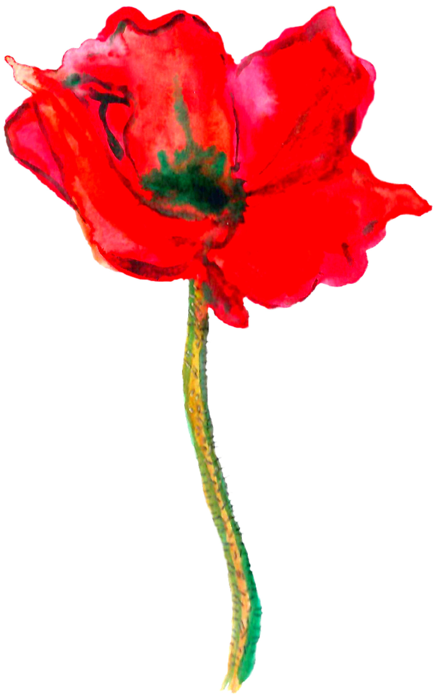 Poppy Drawing Honoring 'M'